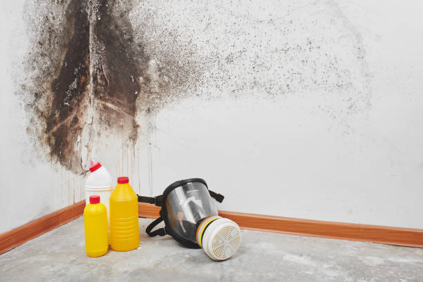 Best Mold Testing and Removal  in Tarrytown, NY