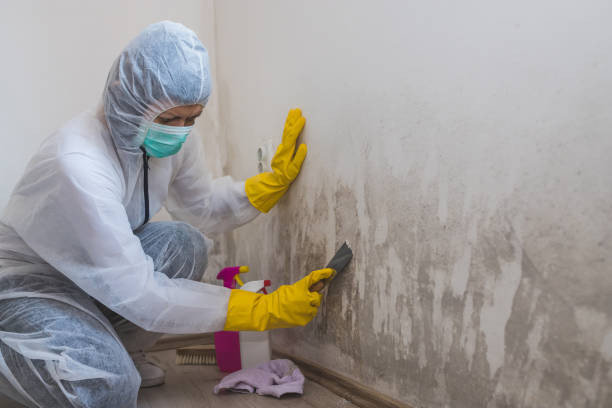 Best Fast Mold Removal  in Tarrytown, NY