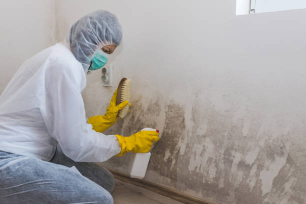 Best Black Mold Removal  in Tarrytown, NY