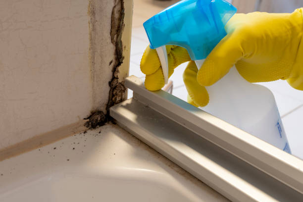 Professional Mold Removal in Tarrytown, NY