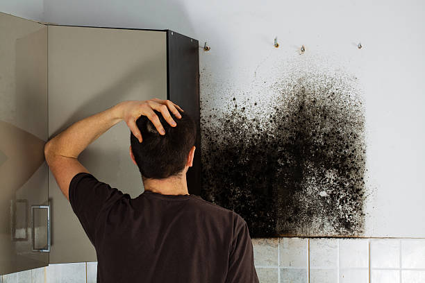 Best Toxic Mold Removal  in Tarrytown, NY