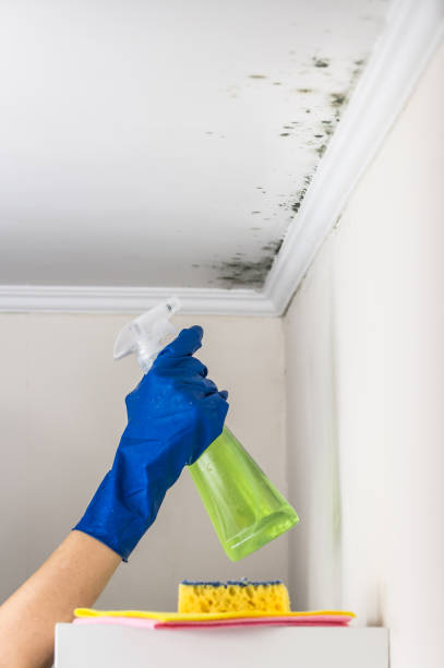 Best Professional Mold Removal  in Tarrytown, NY