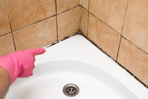 Best Affordable Mold Removal  in Tarrytown, NY